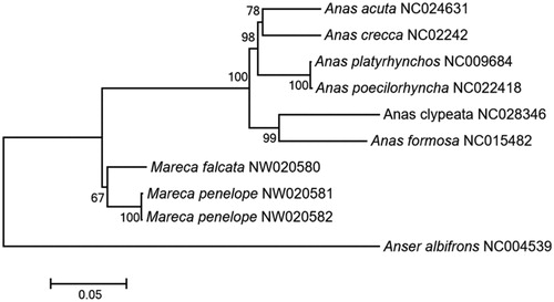 Figure 1. Maximum-likelihood (ML) phylogeny of Anatinae was inferred from concatenated nucleotide sequences of the 13 protein-coding genes of mitogenomes. Node labels indicate the bootstrap values.