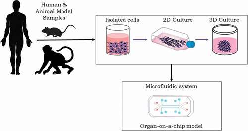 Figure 1. Microfluidic ‘organ-on-a-chip’ platform. Preclinical studies rely on various culture systems (e.g. 2D or 3D in vitro cell cultures), and in vivo animal models play important role for studying radiation injury and MCM development. Such in vitro systems lack the 3D physiological tissue environment. The microfluidic organ-on-a-chip platforms enable controllable cell culture within an organotypic microarchitectural environment.