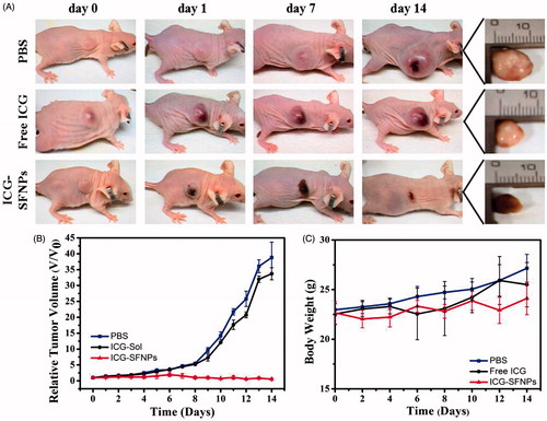 Figure 6. In vivo anti-tumor effect of ICG-SFNPs under irradiation, (A) photographs of C6 tumor-bearing mice at different interval after treatment with different formulations, (B) The calculated relative tumor size (V/V0) and (C) the body weight of the tumor-bearing mice at various stages.
