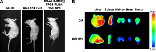 Figure S8 (A) Representative images of A549 xenograft tumors of mice after treatment with saline, DOX and VCR, and CS-ALG-DOX@TPGS-PLGA-VCR NPs at D19. (B) Ex vivo fluorescence imaging of tumors and major organs of the A549 tumor-bearing nude mice is performed at 24 h postinjection of free DiR and DiR-loaded NPs.Abbreviations: CS-ALG-DOX NPs, chitosan-alginate nanoparticles carrying doxorubicin; TPGS-PLGA-VCR NPs, vitamin E d-α-tocopheryl polyethylene glycol 1000 succinate-modified poly(lactic-co-glycolic acid) nanoparticles carrying vincristine; DiR, 1′-dioctadecyl-3,3,3′,3′-tetramethylindotricarbocyanine iodide; CS, chitosan; ALG, alginate; DOX, doxorubicin; TPGS, vitamin E d-α-tocopheryl polyethylene glycol 1000 succinate; PLGA, poly(lactic-co-glycolic acid); VCR, vincristine; CS-ALG-DOX@ TPGS-PLGA-VCR NPs, CS-ALG-DOX nanoparticles located at TPGS-PLGA-VCR NPs.