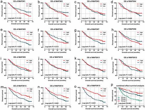 Figure 4. Survival analysis-based results of MAP3Ks for OS in HBV-related HCC: (a–o) sSurvival curve for MAP3K1-15 for OS of HBV-related HCC; (p) joint effect survival analyses of MAP3K13 and MAP3K15 for OS of HBV-related HCC. MAP3Ks, mitogen-activated protein kinase kinase kinases; OS, Overall survival; HBV, Hepatitis B Virus; HCC, hepatocellular carcinoma.