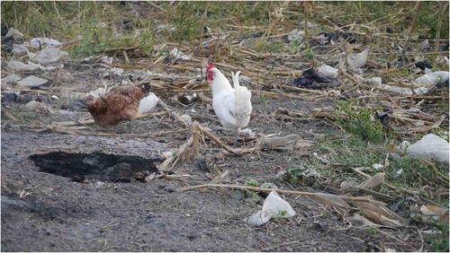 Figure 9. Poultry in the midst of plastic waste in Duko, Northern Region, Ghana.
