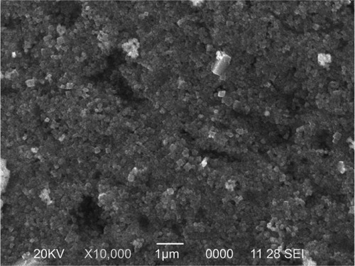 Figure 1 Scanning electron microscopy analysis of the synthesized nanoparticles.