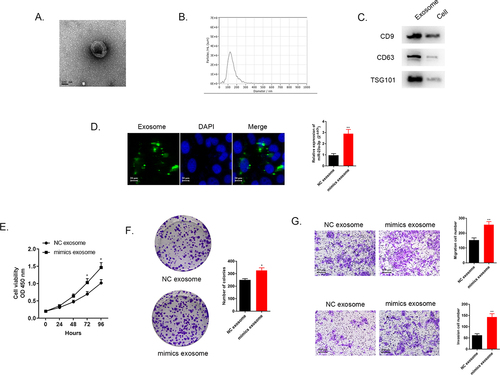 Figure 6. Exosome transmitted miR-23a-3p and motivated proliferation, invasion, as well as migration of cholangiocarcinoma cancer cells. (a) The morphology of exosomes was confirmed via electron microscopy. (b) The distribution of particle size was observed by NTA analysis. (c) Western blot detected exosome specific protein. (d) We labeled the exosomes extracted then cultured them with RBE cells. MiR-23a-3p level in RBE cells co-cultured with exosomes from HUCCT1 cells after transfection with miR-23a-3p mimics was greater than that in the mimics NC group. (e-f) After transfecting with mimics exosome or NC exosome in RBE cells, CCK-8 as well as colony formation assays aimed to confirm cell proliferation. (g) Transwell assays evaluated invasion as well as migration ability of transfected RBE cells.