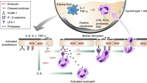 Figure 2 Possible protective role of endocan in ALI/ARDS.