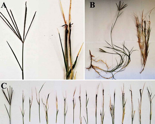 Fig. 1 (a) Smutted Cynodon dactylon plants (right) showing development of sori filled with black teliospores (smutted inflorescence with no seeds produced) compared with healthy inflorescence with seeds (left); (b) smutted C. dactylon plant (right) in comparison with a healthy plant (left); (c) the development stages of a smutted inflorescence of C. dactylon in comparison with a healthy one (left)