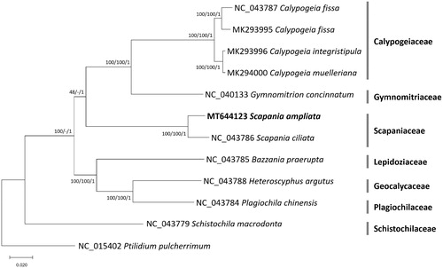 Figure 1. Neighbor joining (bootstrap repeat is 10,000), maximum likelihood (bootstrap repeat is 1,000), and Bayesian Inference phylogenetic trees (Number of generations is 1,100,000) of 12 complete chloroplast genomes: Scapania ampliata (MT644123 in this study), Scapania ciliata (NC_043786), Bazzania praerupta (NC_043785), Calypogeia fissa (NC_043787), Gymnomitrion concinnatum (NC_040133), Heteroscyphus argutus (NC_043788), Plagiochila chinensis (NC_043784), Schistochila macrodonta (NC_043779), Calypogeia fissa (MK293995), Calypogeia integristipula (MK293996), Calypogeia muelleriana (MK294000), and Ptilidium pulcherrimum (NC_015402) as an outgroup. Phylogenetic tree was drawn based on the maximum likelihood phylogenetic tree. Family names were displayed with grey bars in the right side of the tree. The numbers above branches indicate bootstrap support values of maximum likelihood, neighbor joining, and Bayesian Inference phylogenetic trees, respectively.