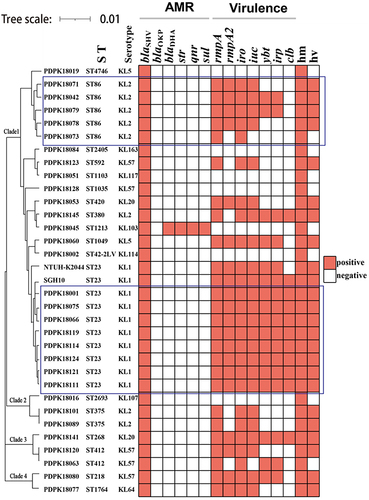 Figure 3 Phylogenetic analysis of 31 K. pneumoniae isolates collected in this study. The hvKp genomes NTUH-K2044 and SGH10 were used as reference. AMR, antimicrobial resistance.