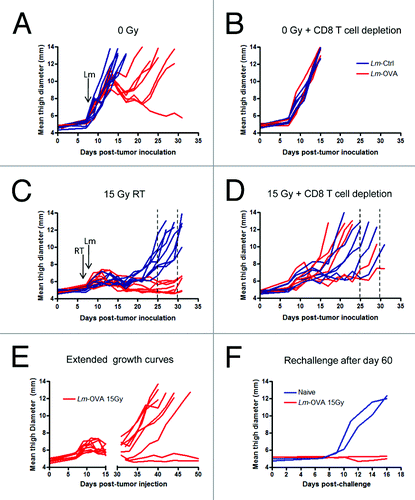 Figure 1. Radiation therapy combined with Listeria monocytogenes-based vaccine delays B16 melanoma growth further than either monotherapy. (A-F) To assay the efficacy of radiation therapy (RT) and Listeria monocytogenes (Lm) vaccine combinatorial therapy, C57Bl/6 recipient mice were implanted with 1 x 105 OVA-expressing B16 cells injected i.m. into the left leg of each mouse. On day 7, mice were left untreated (A and B) or treated with 15 Gy radiation on the tumor-bearing leg (C and D) and on day 8, mice were injected with either Lm-OVA (red lines), or Ctrl-Lm (blue lines). For depletion of CD8+ T cells (B and D), 200 μg anti-CD8 antibody was administered i.p. on days 6, 8, 10 and 12. Tumor growth was monitored by measuring the thigh diameter every other day. Dashed lines indicate the approximate window of time within which mice treated with radiation had to be euathanized. E. Extension of growth curves from (C). F. Thigh diameters after tumor rechallenge on the opposite leg among recipient surviving longer than 60 d. Data shown are combined results of 2 independent experiments (n = 6 to 9).