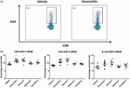 Figure 4. (A) Representative dot-plots of Ki67 staining. (B) Percentage of Ki67+ cells within CD4+, CD8+, and B-cell sub-populations from the DLN of mice administered vehicle, abacavir, amoxicillin, cimetidine, or metformin. *p < 0.05; n = 5. All data are expressed as mean ± SEM.
