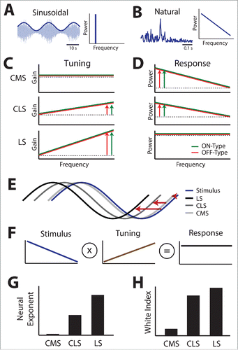Figure 6. Summary of the differential tuning to sinusoidal 2nd order stimuli seen across maps and their consequences on coding of natural 2nd order stimuli in relationship to SK1 channel expression. (A) Left: example noisy waveform (light blue) whose amplitude (dark blue) is modulated sinusoidally. Right: all spectral power is found at the sinusoidal frequency. (B) Left: example amplitude waveform obtained under natural conditions. Right: spectral power of the natural stimulus decays as a power law as a function of frequency. (C) Tuning curves to 2nd order for CMS (top), CLS (middle), and CMS (bottom) obtained using sinusoidal stimulation for ON-type (green) and OFF-type (red) cells. In each case, a constant tuning (dashed black) is shown for comparison. The vertical arrows indicate how strongly gain increases as a function of increasing frequency. (D) Neural response power spectra for CMS (top), CLS (middle), and LS (bottom) under natural 2nd order stimulation for ON-type (green) and OFF-type (red) cells. In each case, a horizontal line (dashed black) is shown for comparison. The vertical arrows indicate how strongly response power decays as a function of increasing frequency. Note the similarity in responses for both ON- and OFF-type cells. E) Stimulus (blue) and neural responses of CMS (light gray), CLS (darker gray), and LS (black) neurons. The horizontal red arrows quantify the phase advance between the neural responses and stimulus. F) Schematic showing that, to optimize coding, the tuning curve (middle) must oppose stimulus statistics (left) to give rise to a neural response that is independent of frequency (right). G) Summary of the different neural tuning exponents seen across the different maps. H) Summary of the different white index quantifying response constancy as a function of frequency across the different maps.