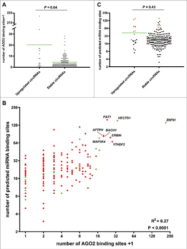 Figure 3. Upregulated circRNAs may function as miRNA sponges. (A) Column scatter plot comparing the number of AGO2 binding sites in the upregulated- and stably expressed circRNAs, respectively. The mean number of AGO2 binding sites was 19.2 for the upregulated circRNAs and 3.44 for the stably expressed circRNAs. (B) Scatter plot comparing the number of AGO2 binding sites with the number of predicted miRNA binding sites in the upregulated circRNAs (green dots) and stably expressed circRNAs (red dots). A positive correlation between AGO2 binding and predicted miRNA binding sites was observed. Host genes of the best miRNA sponge candidates are indicated. (C) Column scatter plot comparing the number of miRNA binding sites in the upregulated- and stably expressed circRNAs, respectively. The mean number of miRNA binding sites was 42.5 for the upregulated circRNAs and 26.8 for the stably expressed circRNAs. circRNAs with more than 10 AGO2 binding sites are indicated in orange.