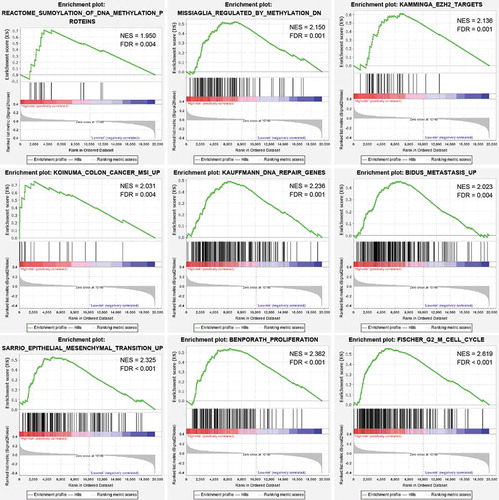 Figure 4. GSEA analysis between the high- and low-risk groups in the entire cohort. Enrichment plots of representative gene sets in the high-risk group (FDR < 0.01)