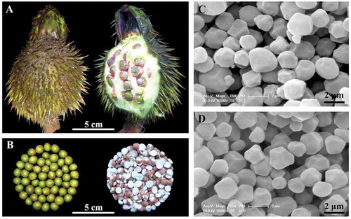 FIGURE 1 Morphologies of (A) fruit, (B) seed and kernel, and isolated starches from kernels of (C) Shaobo Lake, and (D) Weishan Lake.