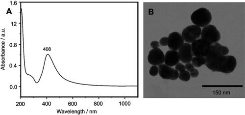 Figure S1 The physical properties of silver nanoparticles used for acquiring surface-enhanced Raman scattering (SERS) spectra of serum samples. The UV-Vis spectrum (A) and a representative transmission electron microscopy image (B) of the silver nanoparticles used for SERS