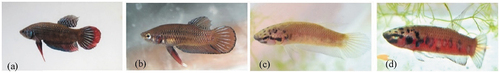 Figure 3. Betta spp. from Aceh waters, (a) Betta imbellis, (b) Betta splendens, (c) Betta dennisyongi and (d) Betta rubra (Nur et al. Citation2022).