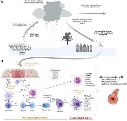 Figure 1 The mechanisms underlying TA. (A) In TA aeroallergens are swept into the cloud systems including whole pollen grains produced by flowering grasses and fungal elements. These are ruptured through osmotic shock and lightning activity, releasing an abundance of respirable aeroallergens. Strong winds are able to carry these particles across long distances to urban populations. Downdrafts push these particles to the ground surface for human contact. (B) A prior sensitization phase previously occurring in the respiratory airway primes the immune system for its acute allergic phase upon reintroduction. Inhaled aeroallergens are then introduced to the lower airway where they are detected by dendritic cells, which produce TSLP (in addition the respiratory epithelium) and IL-33 and present these to naïve T-cells in the lymph nodes, which switch to TH-2 cells through the influence of IL-4 and IL-13. TH-2 cells activate B-cells via IL-4 and IL-13, leading to plasma cells which produce allergen sIgE. TH-2 cells also activate eosinophils through IL-5. Re-exposure to an aeroallergen in a sensitized individual leads to activation of eosinophils and secretion of its proinflammatory mediators, and activation of mast cells through pre-formed sIgE, leading to degranulation. The clinical presentation of TA results secondary to the acute allergic phase. Part (A) and (B) were created using BioRender.com.