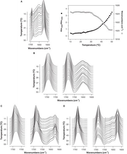 Figure 5. Stacked infrared spectra of the C = O and Amide I' regions of DENV2C6 (A) in solution and in the presence of (B) DMPC, (C) DMPG, (D) DMPG and (E) 14BMP at different temperatures as indicated. The pure phospholipid is shown on the left whereas the phospholipid/peptide mixture is shown on the right. The temperature dependence of the frequency at the maximum of the Amide I' region of DENV2C6 in solution (□) and the intensity ratio of the 1684 cm-1 and 1694 cm-1 bands (▪) are shown in the upper right figure. The phospholipid/peptide molar ratio was 15:1.