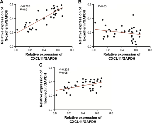 Figure S1 Association between CXCL11 and EMT-related marker (A: N-cadherin, B: E-cadherin, C: Fibronectin) in CRC tissues was evaluated using qRT-PCR assay.