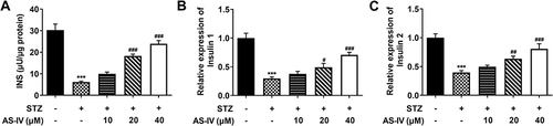 Figure 4 AS-IV improves STZ-induced insulin secretion in INS-1 cells. (A) The levels of insulin secretion were detected using the corresponding ELISA kit. Relative mRNA levels of (B) insulin 1 and (C) insulin 2 were determined via RT-qPCR. The normal INS-1 cells without STZ and AS-IV treatment were served as control. ***P<0.001 vs control; #P<0.05, ##P<0.01, ###P<0.001 vs STZ+ AS-IV.