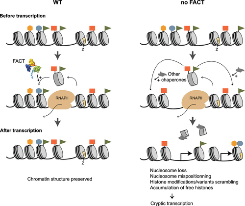 Figure 4. Roles of FACT during transcription elongation (chromatin safe keeper model). A nucleosome array is represented before (top), during (middle) and after (bottom) the passage of RNAPII, in WT cells (left) and in cells where FACT function is impaired (right). The distribution of some histones modifications (colored rectangles, ovals, triangles, and hexagons) and H2A.Z histone variant (z) are shown.