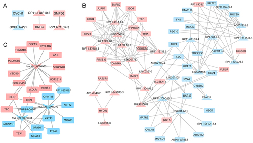 Figure 3 LncRNA-mRNA cis-regulatory (A), trans-regulatory (B) and circRNA-mRNA co-expressed (C) networks. The rectangles, triangles and inverted triangles indicate mRNAs, lncRNAs and circRNAs, respectively. Red and blue color represents the up-regulation and down-regulation, respectively.