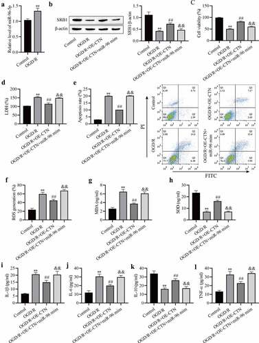 Figure 5. MiR-96-5p reverses the protective effect of circCTNNB1 upregulation against OGD/R‐induced injury in vitro. (a) RT-qPCR assessed miR-96-5p expression. (b) Western blotting measured SRB1 protein expression. (c) CCK-8 was used to measure mAS cell activity. (d) The death of mAS cells was measured using LDH. (e) Cell apoptosis was measured using an FITC/PI kit. The ROS (f) and SOD (g) activities and MDA (h) content in mAS cells were measured using an ROS Assay Kit, Total SOD Kit and Lipid Peroxidation MDA Assay Kit, respectively. ELISA measured IL-1β (i), IL-6 (j), IL-10 (k) and TNF-α (l) levels. **P < 0.01 vs. Control; ##P < 0.01 vs. OGD/R; &&P < 0.01 vs. OGD/R+ OE-CTNNB1.