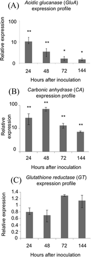 Fig. 7 Relative expression over time of genes involved in SA-dependent responses and genes induced by oxidative stress. (A) Acidic glucanase (GluA), (B) Carbonic anhydrase (CA) and (C) Glutathione reductase (GT). Numbers on the y-axis represent the change in relative expression compared with the expression on mock-inoculated leaves. Bars represent the expression of each gene studied. Bars represent the standard deviation. The asterisk symbol (*) represents significant differences between the relative expressions of the genes with respect to mock-inoculated leaves. * P < 0.05; ** P < 0.001.