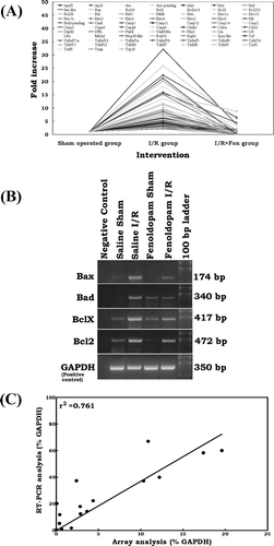 Figure 2 (A) Effect of fenoldopam on ischemia/reperfusion-induced apoptosis signal transduction genes. All 73 genes up-regulated (stringent criteria ≥ two-fold) by I/R injury were returned to the baseline level or less with fenoldopam. In each group, total RNA from six individual animals were pooled and subjected to microarray analysis. Each spot in the figure represents the expression of the particular gene in each group. A connecting line is drawn for every single gene between groups to illustrate the level of induction and attenuation for each gene after I/R injury with saline and fenoldopam, respectively. (B) RT-PCR analysis of Bax, Bad, Bcl2, and Bclx mRNA expression in rat kidney after sham operation and ischemia/reperfusion with or without fenoldopam. GAPDH was used as positive control. Negative controls without template RNA were shown in lane 1. (C) Correlation analysis of the expression levels for Bax, Bad, Bcl2, and Bclx between the microarray analysis and RT-PCR analysis.