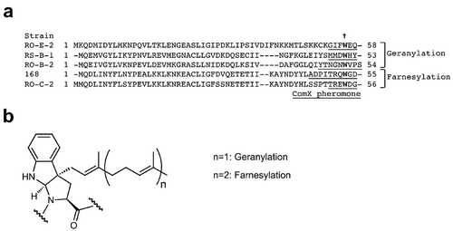 Figure 2. Comparison of amino acid sequences of pre-ComXs and structure of the prenyl-modified Trp residue of ComX pheromones.(a) Sequence alignment of amino acid sequences of pre-ComXs derived from three B. subtilis strains (RO-E-2, RS-B-1, and 168) and two B. mojavensis strains (RO-B-2 and RO-C-2). The conserved Trp residue that is subjected to prenyl modification is indicated by a dagger symbol. The Trp residues of strains RO-E-2, RS-B1, and RO-B-2 are modified with geranylation (C10-modifiction), whereas those of strains 168 and RO-C-2 are modified with farnesylation (C15-modification). Each peptide sequence of the secreted ComX pheromones is underlined [Citation24,Citation26]. The accession numbers of the respective pre-ComXs are AAL67740 (RO-E-2), AAF82173 (RS-B-1), AAL67731 (RO-B-2), AIY94492 (168), and AAL67728 (RO-C-2). (b) Chemical structure of the Trp residue with prenyl modification (geranylation or farnesylation) of ComX pheromones.