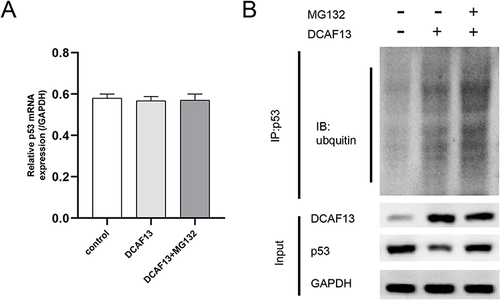 Figure 7 P53 is regulated by DCAF13-associated ubiquitination in Jeko-1 cells. DCAF13 MCL overexpressing cells were constructed and MG132 was used to block the ubiquitination degradation process. (A) Effects of overexpression of DCAF13 and MG132 on p53 mRNA. (B) IP experiments were used to confirm the modification effect of DCAF13 on the ubiquitination of p53 protein.