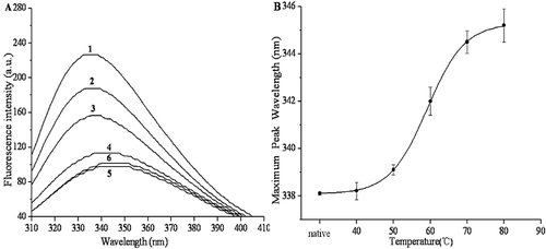 Figure 5. Effects of thermal treatments on the tertiary structure of purified PPO. (A) Changes in the intrinsic fluorescence spectra of PPO by thermal treatments. Labels 1–6 indicate native, 40, 50, 60, 70, and 80°C, respectively. (B) The maximum wavelength of PPO intrinsic fluorescence at different temperatures.