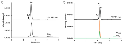 Figure 1. Chromatograms by SEC-UV (280 nm) and SEC-ICP-MS detection of a) equine ferritin and b) bovine Cu, Zn-SOD (UV trace off axis for clarity purposes).