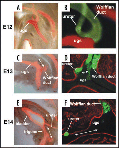 Figure 9 Ureter Insertion depends on alignment of the new ureter orifice with the bladder, regression of the CND, fusion of the ureter with the urogenital sinus epithelium and expansion of the bladder. Left: Vibratome sections of E12, E13 and E14 wild type urogenital tracts stained with antibody directed against cytokeratin (red).Note the enormous growth of the bladder relative to the urethra during this 3-day period. Right: Top, vibratome section of a Hoxb7-Gfp embryo (green) stained with E-cadherin (red). Note a loop has formed that helps align the ureter with the position in the urothelium (red) where it will fuse. Right middle and bottom: Laminin (red) stained Hoxb7-Gfp (green) urinary tracts showing the relative positions of the CND, ureter and Wolffian duct. At E13 the ureter orifice is fused with the urogenital sinus epithelium, but remains close to the Wolffian duct. Note the cell debris at this stage between the ureter and Wolffian duct where the CND was previously. Right Bottom: Between E13 and E14, the ureter orifice, which is tethered to the urogenital sinus epithelium, moves anteriorly as the bladder undergoes dramatic expansion.