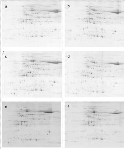 Figure 13. Two-dimensional electrophoresis of CSR·181-BE leaves.(a): CSR·181 not sprayed with herbicide; (b): CSR·181-BE not sprayed with herbicide; (c): CSR·181 sprayed with glyphosate; (d): CSR·181-BE sprayed with glyphosate; (e) CSR· 181 sprayed with glufosinate; (f): CSR·181-BE sprayed with glufosinate