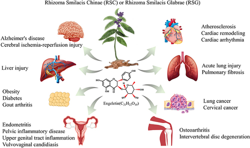 Figure 2 The potential role of ENG in different diseases.