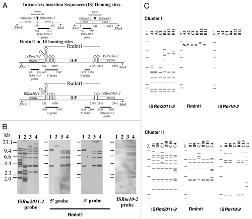 Figure 2 RFLP analysis of the S. meliloti isolates. (A) Schematic diagrams of intron-less and intron-invaded DNA sites. The DNA probes used for DNA hybridization are indicated below each diagram. Numbers indicate relevant nucleotide positions within the exons and intron sequences. (B) Examples of RFLP analysis depicted in (C) for XhoI-digested total DNA from S. meliloti 1021 (lane 1) and representative isolates from cluster I (B4, lane 2) and cluster II (B10, lane 3 and B1, lane 4), with probes for the mobile elements indicated under each part and represented in (A). DNA molecular size markers are indicated on the left of the first part. (C) Schematic diagrams of Southern blot hybridizations of XhoI-digested total DNA from isolates of clusters I (above) and II (below). The mobile elements used as probes are indicated at the bottom. DNA molecular size markers (λ) are also shown. Asterisks (*) indicate that the band hybridizes only with the probe for the 5′-end of RmInt1.