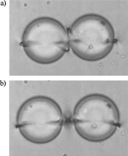 Figure 14. (a) ‘Figure of omega’ defect line, which is a single twisted line entangling both colloidal particles. In our experiments, this configuration is metastable and transforms into (b), which is the ‘entangled point defect’ configuration.