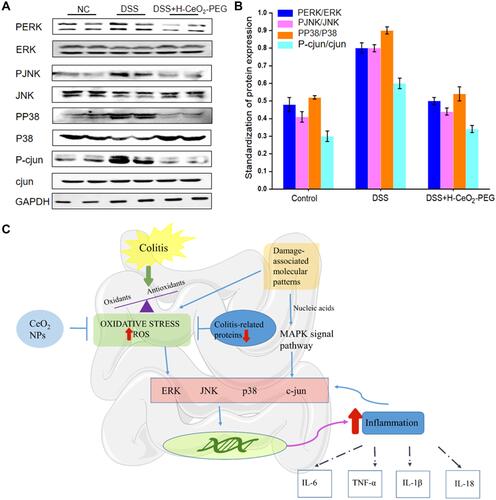 Figure 7 Molecular mechanism underlying the colitis relief cell death after treatment with H-CeO2-PEG. (A and B) Western blotting and quantification analysis of ERK, JNK, p38 and c-Jun protein expression and phosphorylated ERK, JNK, p38 and c-Jun protein expression levels in colitis tissue from the control group, DSS-induced colitis group, and H-CeO2-PEG-treated DSS-induced colitis group. (C) Schematic illustration of the involved molecular pathway.