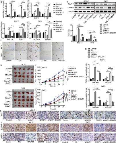 Figure 7. MALAT1-DNMT1 feedback axis regulated the stemness and tumor formation of TNBC. MCF-7 and T47D cells were classified into the control group, the NC group, the oe-MALAT1 group, the oe-DNMT1 group and the oe-MALAT1 + oe-DNMT1 group. (a) MALAT1 and miR-137 expressions in MCF-7 and T47D cells were assessed by RT-qPCR. (b) Western blot was employed to examine BCL11A and DNMT1 levels MCF-7 and T47D cells. (c) the sphere formation capacity of MCF-7 and T47D cells was detected by sphere formation assay. MCF-7 and T47D cells in each group were subcutaneously injected in nude mice n = 3. (d) Tumors were collected and photographed. (e) the tumor volume was calculated. (f) Ki67 level in tumors was evaluated by IHC (scale bar = 100 µm). (g) MALAT1 and miR-137 expressions in tumors were detected by RT-qPCR. (h) IHC was conducted to evaluate BCL11A and DNMT1 levels in tumors (scale bar = 100 µm). The measurement data were presented as mean ± SD. All of the tests in this study were conducted for three times. *P < 0.05, **P < 0.01, ***P < 0.001.