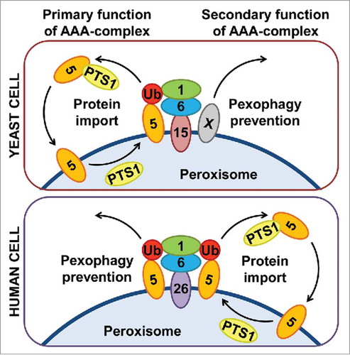 Figure 1. The primary role of the human peroxisomal AAA-complex is to prevent pexophagy. Both yeast (Pex1, Pex6 and Pex15) and human (PEX1, PEX6 and PEX26) AAA-complexes extract Ub-PEX5 from the peroxisomal membrane. However, while the main purpose of such extraction in yeast cells is Pex5 recycling for repeated rounds of PTS1-protein import, the extraction of Ub-PEX5 in human cells is essential to prevent pexophagy. Since the yeast AAA-complex also prevents pexophagy, but independent of Pex5, there must be another pexophagic signal (protein X) removed from the peroxisomal membrane by the AAA-complex in yeast.