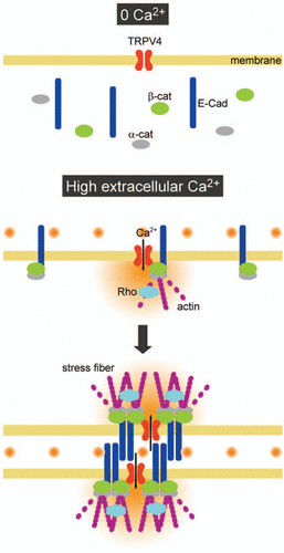Figure 1 A proposed model for TRPV4-dependent clustering of AJ complexes. In the absence of extracellular Ca2+ (0 Ca2+), keratinocytes do not contact each other. After addition of high extra-cellular Ca2+, adhesion molecules relocate to the plasma membrane. TRPV4 binds to β-catenin, making complexes with adhesion molecules. Under physiological skin temperature, Ca2+ influx via TRPV4 promotes Rho activation, which enhances actin polymerization at cell-cell contact sites. Clustering of AJ complexes is promoted adjacent to TRPV4, leading to maturation of intercellular junction.