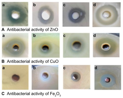 Figure 4 Zone of inhibition produced by different metal oxide nanoparticles against both Gram-positive and Gram-negative bacterial strains. Antibacterial activity of (A) ZnO; (B) CuO; and (C) Fe2O3 of bacterial strains (a), Escherichia coli, (b) Staphylococcus aureus, (c) Pseudomonas aeruginosa, and (d) Bacillus subtilis.