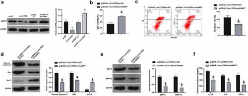 Figure 6. Depression of elevated circTRIO on OA is attenuated by decline of NAMPT a. The effect of knockdown or up-regulation of circTRIO on NAMPT in CHON-001 examined via Western blot; b. Co-transfection of pcDNA 3.1-circTRIO and si-NAMPT’s influence on CHON-001 cell viability via CCK-8; c. The effect of co-transfection of pcDNA 3.1-circTRIO and si-NAMPT on CHON-001 apoptosis rate via Flow cytometry; d. Co-transfection of pcDNA 3.1-circTRIO and si-NAMPT’s influence on cleaved caspase-3, Bax and Bcl-2 protein in CHON-001 via Western blot; e. Co-transfection of pcDNA 3.1-circTRIO and si-NAMPT’s influence on MMP-3 and MMP-13 in CHON-001 via Western blot; f. Co-transfection of pcDNA 3.1-circTRIO and si-NAMPT’s influence on IL-1β, IL-6 and TNF-α in CHON-001 via ELISA. The values were manifested as mean ± SD (n = 3); vs the si-NC, *P < 0.05; vs the si-circTRIO + inhibitor NC, ^P < 0.05.