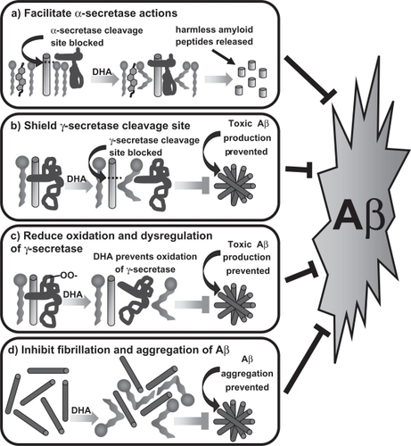 Figure 3 Omega-3 PUFAs influence amyloidogenic processing through several distinct and interrelated mechanisms: a) facilitation of the interaction of α-secretase with APP to produce non-toxic fragments and prevent the formation of Aβ, b) shielding the essential recognition sequence and intramembrane cleavage site for γ-secretase, c) serving as a local sink for free radicals that reduce the enzymatic augmentation of γ-secretase activity that can be induced by free radical damage to the protein complex important for the regulation of normal γ-secretase function, and d) directly inhibiting fibrillation and formation of toxic oligomeric species of A β.