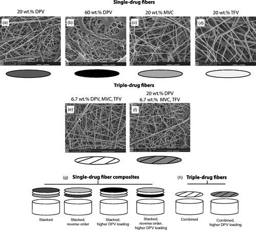 Figure 1. Scanning electron micrographs of electrospun PVA fibers containing either a single-drug (DPV, MVC or TFV) (a–d) or the triple-drug combination (DPV + MVC + TFV) (e-f), and treatment arms of triple-drug combinations (g–h). Scale bars = 5 μm.