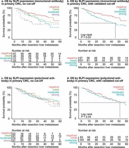 Figure 4. SLPI expression in primary CRC is associated with shorter overall survival in patients with CRCLM. Kaplan-Meier overall survival curves after resection of liver metastases (in months) for the CRCLM study population. Overall survival was stratified by SLPI expression after staining with the monoclonal antibody (a + b) or polyclonal antibody (c + d). Curves without a cutoff (a + c) and with the cutoff calculated from the 500-fold cross-validation procedure (b + d) are shown. P-values were calculated using the log-rank test. The dotted lines represent the time point at which 50% of the group had died (median overall survival time). OS = overall survival