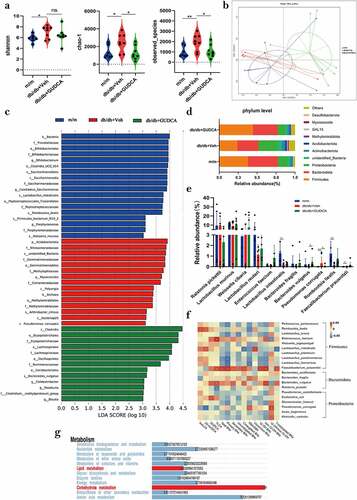 Figure 5. GUDCA modulates the composition of gut commensal bacteria. a α-diversity of the gut microbiota, as indicated by the Shannon, Chao1 indices and observed species. b Principle coordinate analysis (PCOA) plot generated using OTU metrics based on the Binary-Jaccard similarity for m/m, db/db+veh and db/db+gudca groups. c Taxonomic cladogram generated from LEfSe of metagenomic sequencing data. Blue indicates enriched taxa in the m/m group. Red indicates enriched taxa in the db/db+veh group. Green indicates enriched taxa in the db/db+gudca group. d the relative abundance of phylum level in the db/db+veh group. e Dysregulated gut microbiota in the db/db+veh group. *p< 0.05, **p< 0.01. P values were determined by two-tailed Mann–Whitney U-test and data are presented as the mean ± sd. f Heatmap of spearman correlation coefficients between serum BAs and blood biochemical parameters from all samples in the three groups. *p< 0.05(spearman’s correlation with the post hoc correction using the Holm method). g Kyoto Encyclopedia of Genes and Genomes annotation of key altered metabolic pathways in three groups.