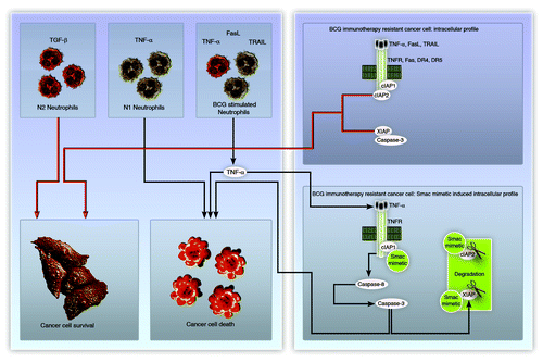 Figure 1. Schematic representation of neutrophil phenotypes and the mechanism of action of BCG-stimulated neutrophils plus Smac mimetics. Although BCG-stimulated neutrophils secrete TNFα, TRAIL and FASL, TNFα appears to be the primary mediator of their anticancer action when combined with Smac mimetics.