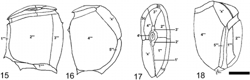 Figs 15 – 18. Cabra matta, gen. nov., sp. nov., line drawings of plate pattern. Fig. 15. Left lateral view. Fig. 16. Right lateral view. Fig 17. Apical view. Fig. 18. Ventral view. Scale bar represents 10 μm.